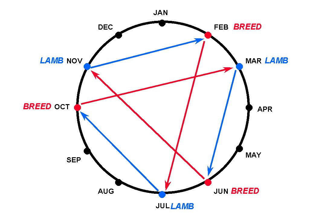 Lambing and breeding cycle